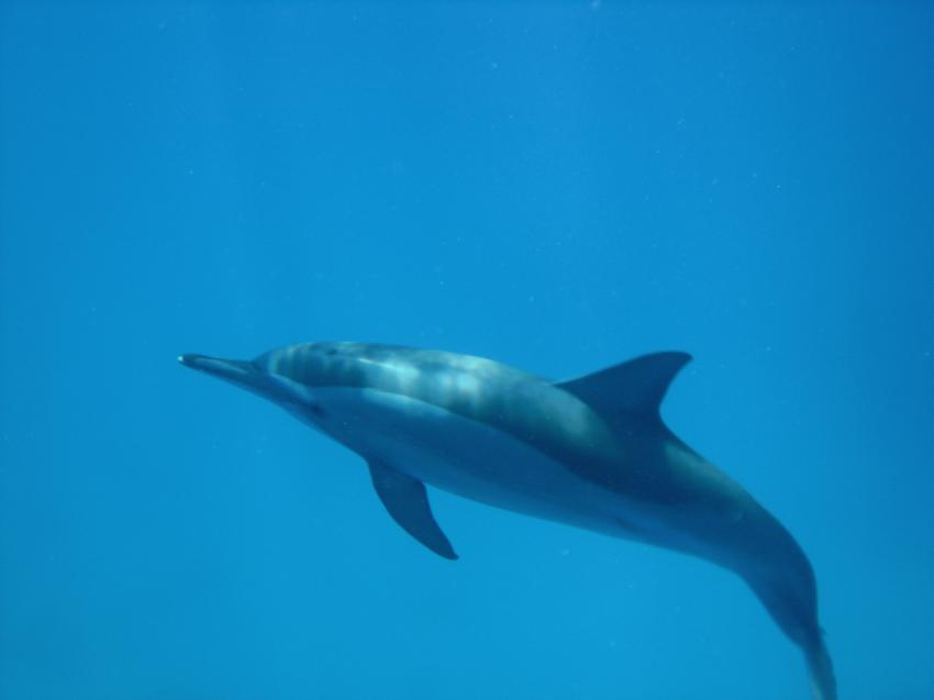 Shaab Marsa Alam, Sha´ab Marsa Alam,Ägypten,Delphin,Delfin