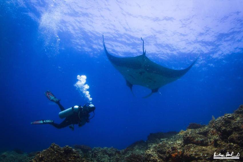 manta ray over reef