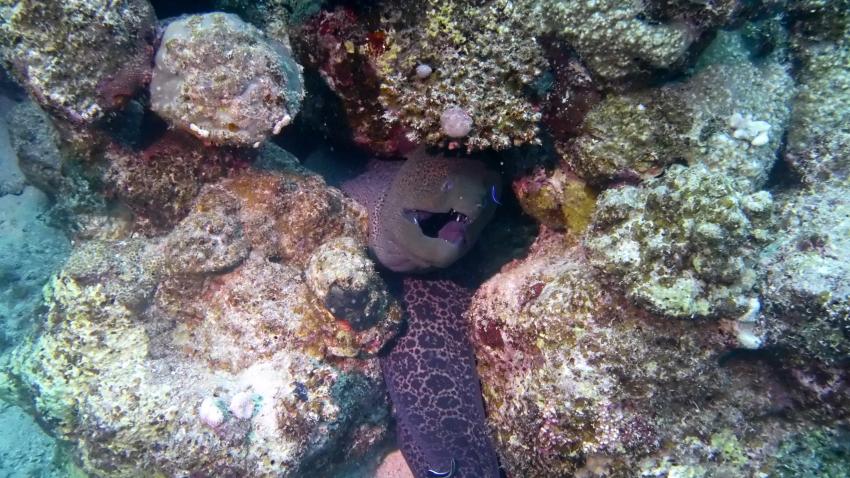 M/Y Independence II, Ägypten