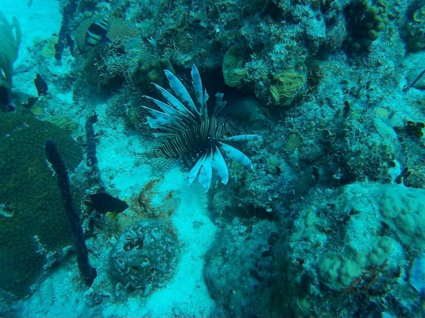 GO DIVE BAYAHIBE, Dominikanische Republik