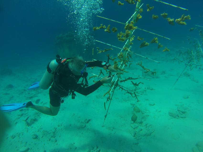 Korallenaufzucht bei Wannadive, Wannadive, Kralendijk, Bonaire, Niederländische Antillen, Bonaire