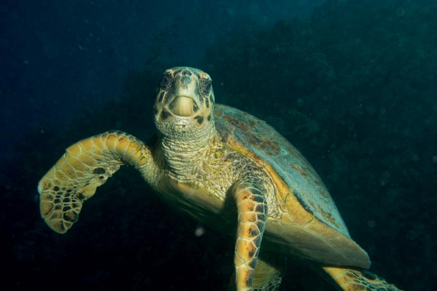 Die Hausschildkröte, Extra Divers, Makadi Bay, Ägypten, Safaga