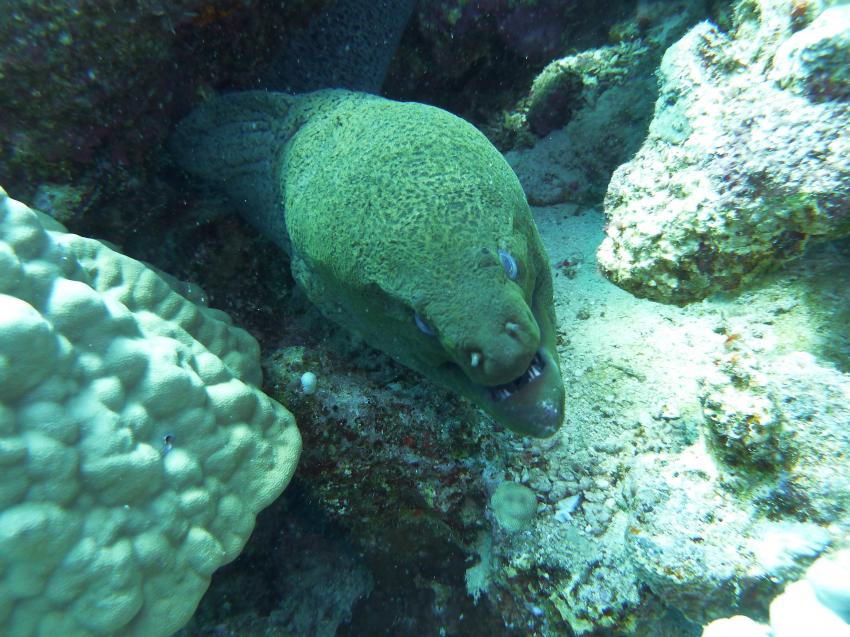 Hausriff und Tobia-Reef, Safaga Magic Divers,Ägypten