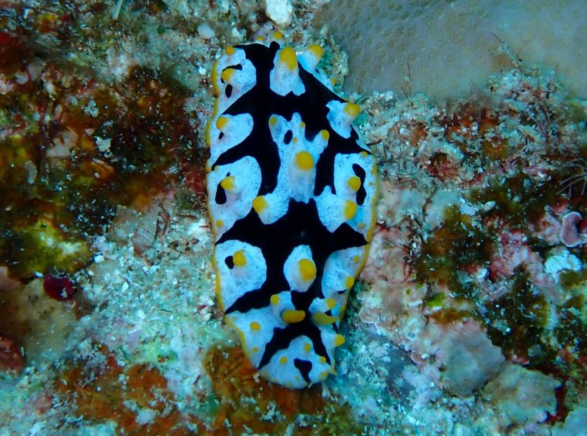 Atlantik Diving Center, Ägypten, El Quseir bis Port Ghalib