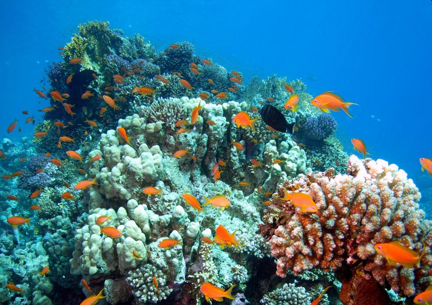 Safaga 01/2011 Teil 4, Safaga - allgemein,Ägypten