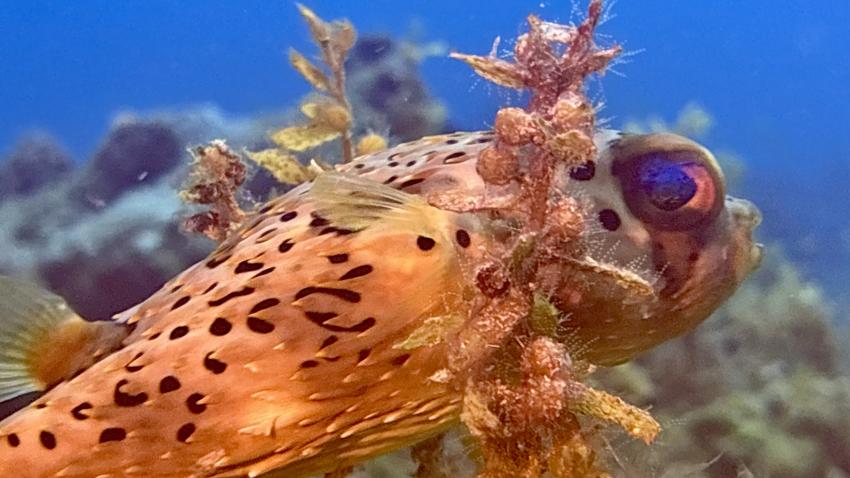 Pufferfish, Pufferfish, Playa del Carmen, Mayan Riviera, Diving Reality, Mexiko