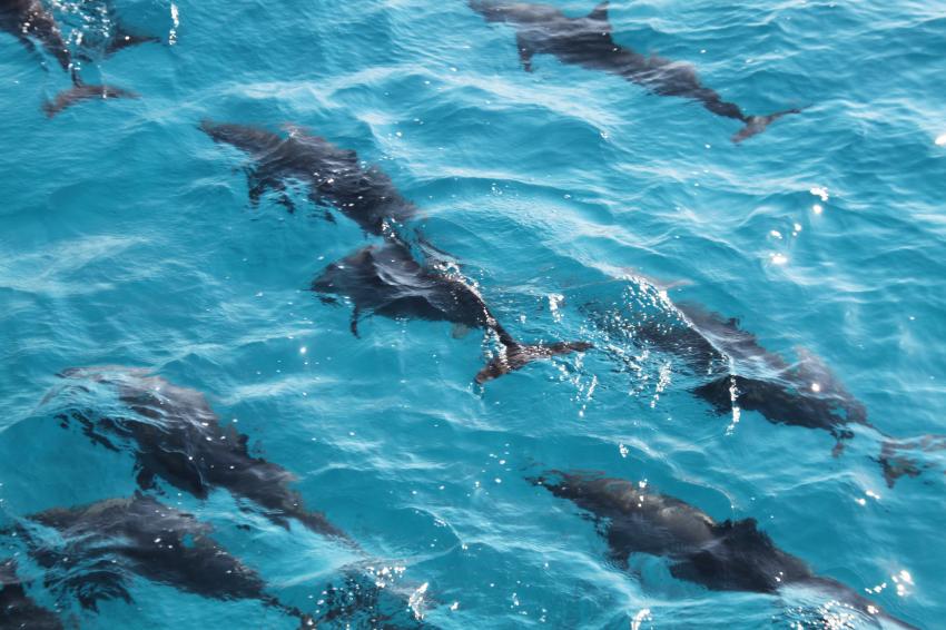 Schule Delfine unter der Wasseroberfläche