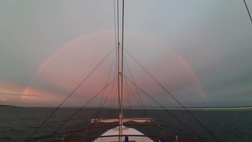 Hammerhead 2, Malediven