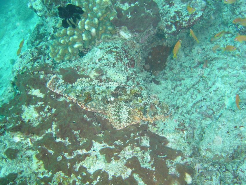 Coco Palm (Baa Atoll), Coco Palm (Baa Atoll),Malediven