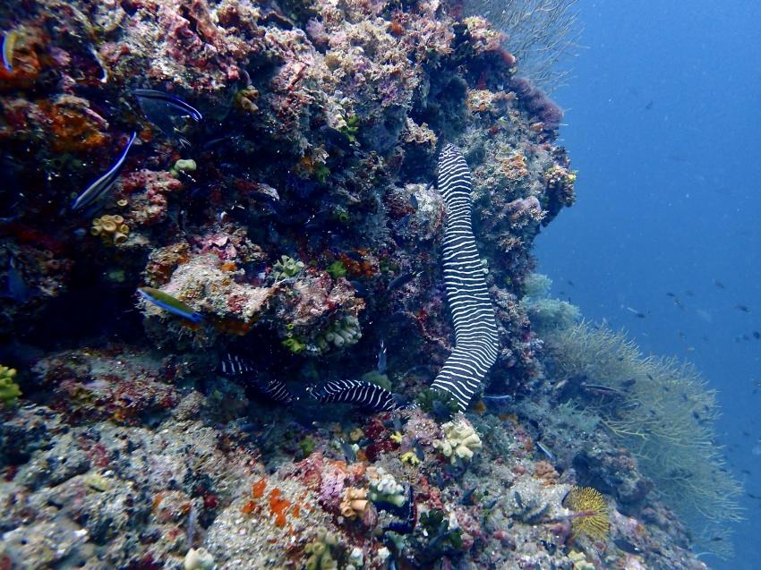 Aloha Diving, Rawai, Phuket, Thailand, Andamanensee