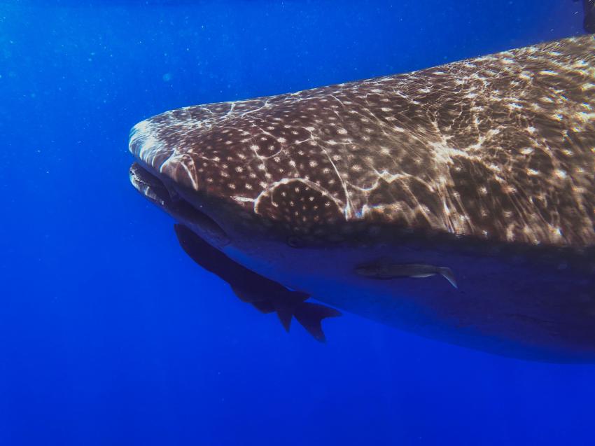 Walhai, Sub-Tropic Adventures, Jamestown - St.Helena, St. Helena, Ascension und Tristan da Cunha