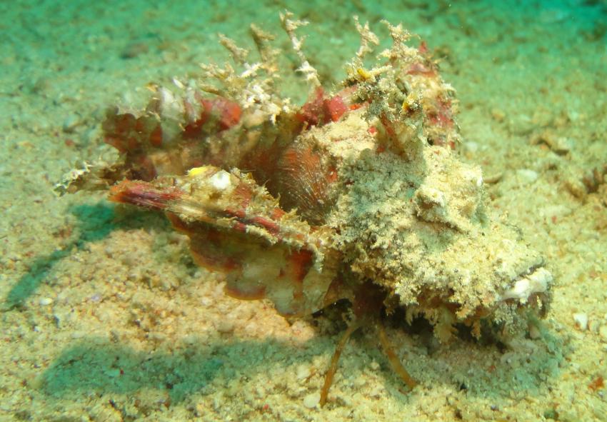 Bei den Cocktail Divers im Garden of Eden, Mindoro,Philippinen