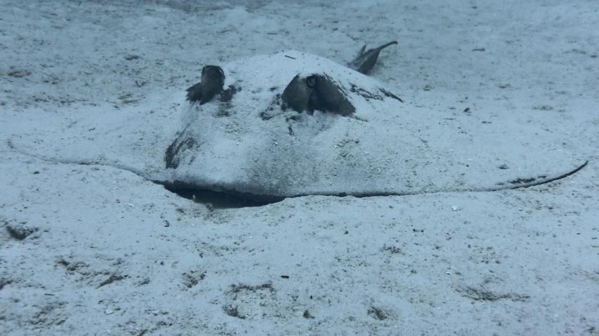 Stechrochen, Dressel Divers Club, Bayahibe, Dominikanische Republik