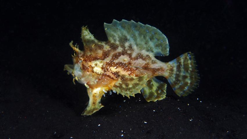 Frogfishmania Part 3, Lembeh Strait,Nord Sulawesi,Indonesien,Anglerfisch,Frogfisch