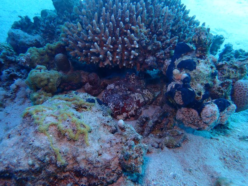 Coraya Divers, Coraya Bay, Marsa Alam, Ägypten, El Quseir bis Port Ghalib