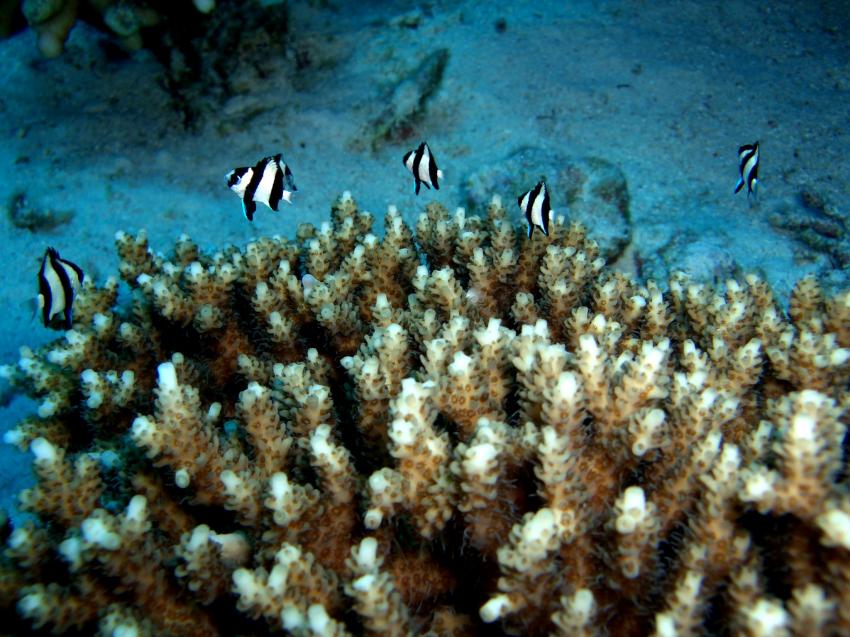 St. John ´s Safari, St. John´s Reef,Ägypten,Steinkoralle,Preussenfische