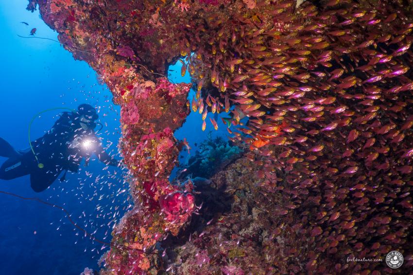 "The Rock" am Hausriff des Flamenco Beach Resort in El Quseir, diving.DE Flamenco, Ägypten, El Quseir bis Port Ghalib