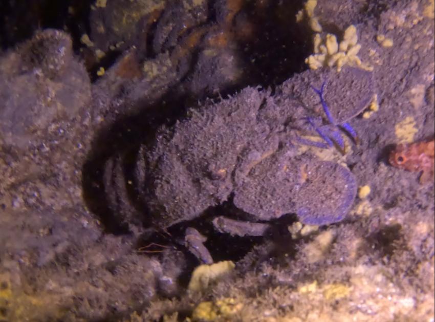 Arinaga, Buceo Pandora, Gran Canaria, Spanien, Kanaren (Kanarische Inseln)