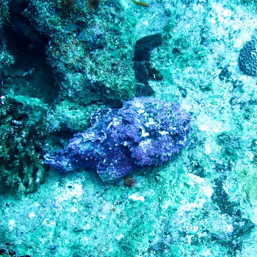 Stone Fish, Divepoint Amaya Kudarah, Kuda Rah, Malediven