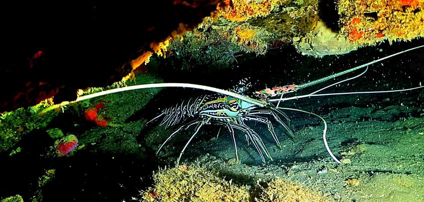 Tropical Diving, Nosy Be, Madagaskar