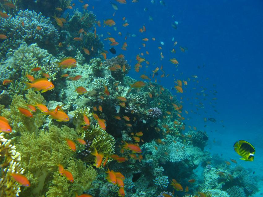 Golf von Aqaba 2, Golf von Aqaba,Jordanien