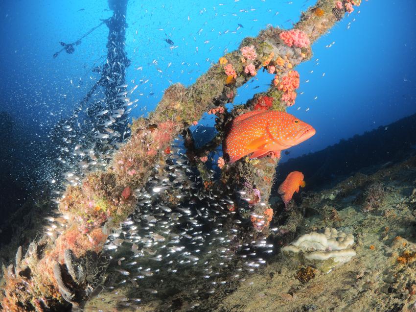 Wrack, Zackenbarsch, Euro-Divers LUX* South Ari Atoll, Malediven