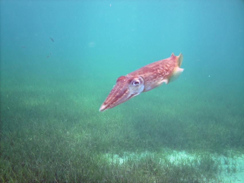 Halkidiki - Athos, Halkidiki - Athos,Griechenland