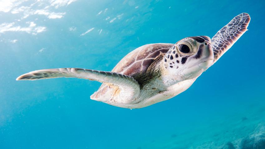 Solo Turtle, Sun & Fun Adventure (Coral Beach Hotel), Paphos, Zypern