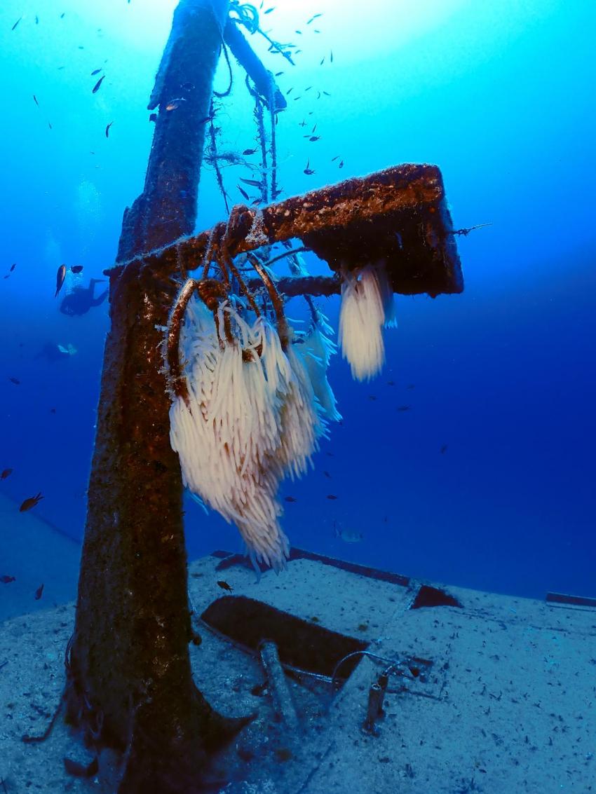 MV Cominoland, Utina Diving, Xlendi Bay, Gozo, Malta, Gozo