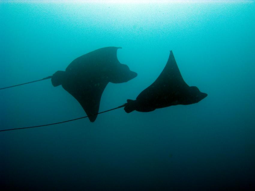 Komodotrip auf der Duyung Baru!, Orca Dive Club Labuan Bajo Flores,Allgemein,Indonesien,Adlerrochen,Schatten
