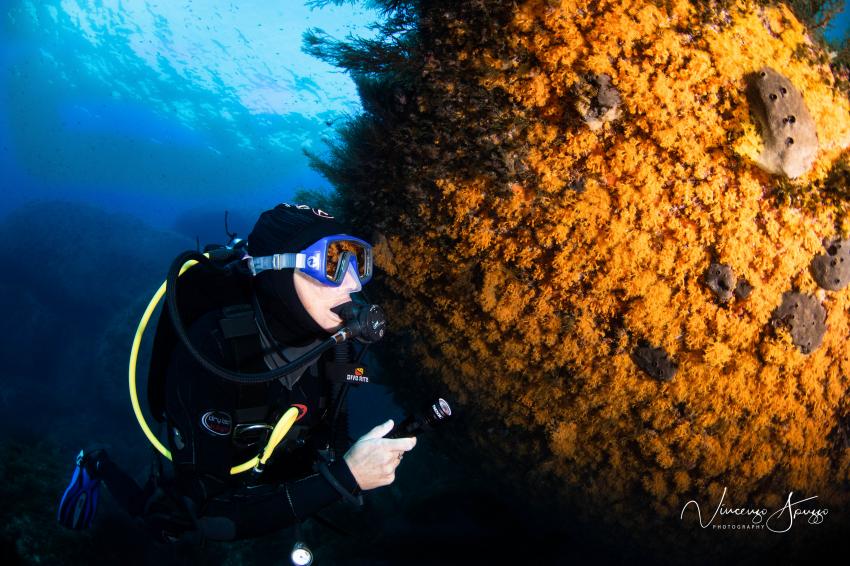 Colors of underwater, Nautilus Diving Center, Palau (Sardinien), Italien, Sardinien