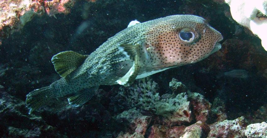 Safaga 01/2011 Teil 4, Safaga - allgemein,Ägypten