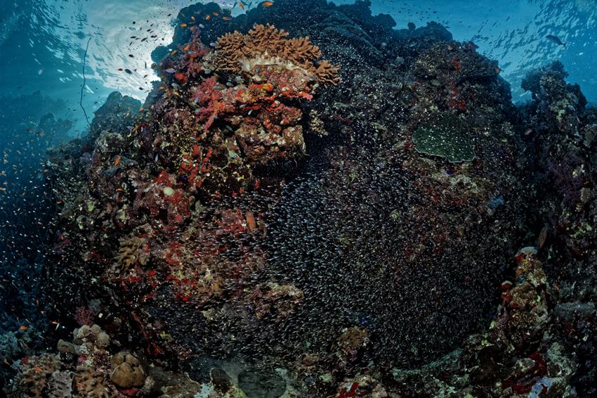 Glasfische verhüllen den Korallenblock, M/Y Seawolf Dominator (Sudan), Sudan
