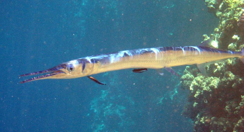 Sharm el Sheikh Hotelriff Grand Hotel, Sharm el Sheikh - allgemein,Ägypten,Hornhechte,Rotmeer-Hornhecht,Belonidae