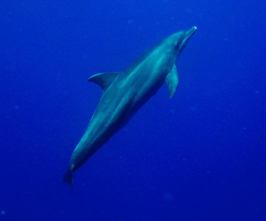 Delfin steigt auf