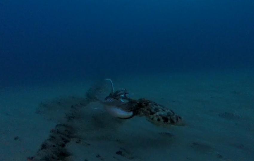 Sepia-Angriff beim Nachttauchgang, Aquanautic Club Lanzarote (ex Speedy's Diving Center), Spanien, Kanaren (Kanarische Inseln)