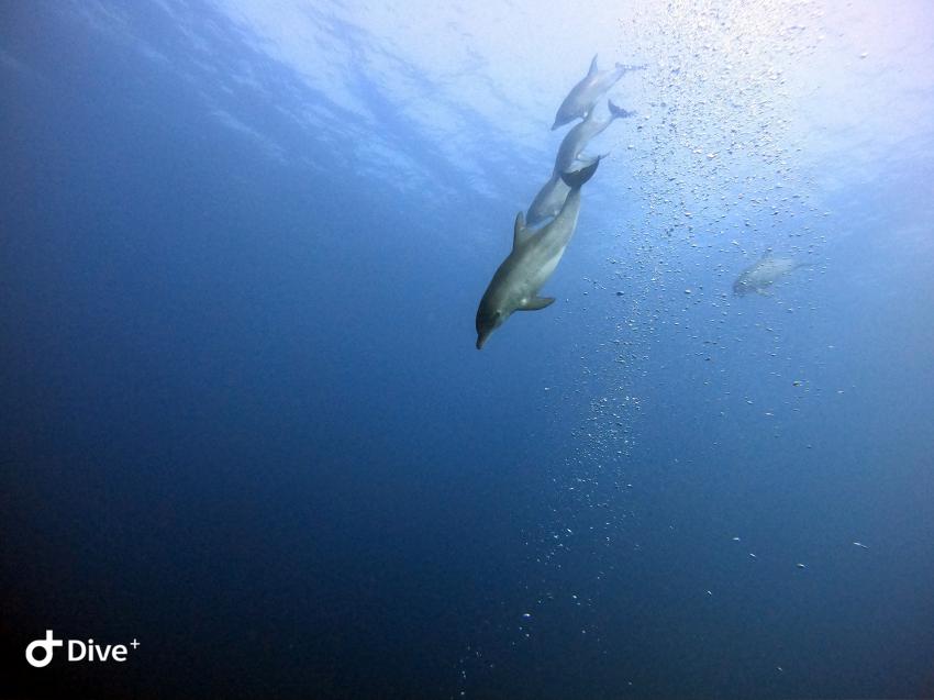 Wonderful Dive, Rohanou Resort, El Qusier, Ägypten, El Quseir bis Port Ghalib