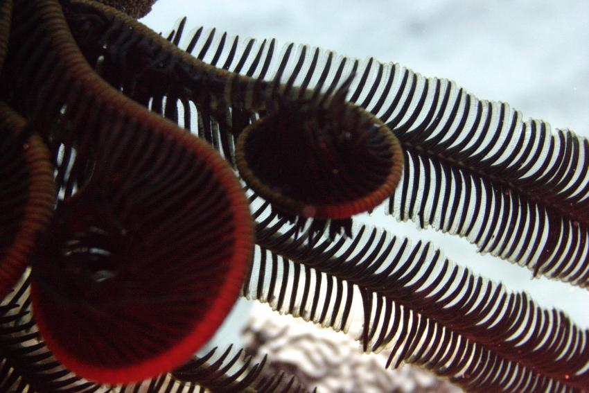 Big Blue Mashraba, Dahab, Ägypten, Sinai-Nord ab Dahab