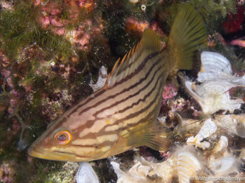 Punta Diving, Betina, Kroatien