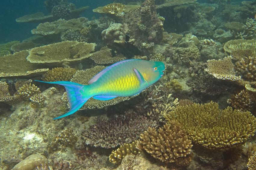 Ellaidho, Ari Atoll,Malediven,Nasenhöcker-Papageifisch,Scarus rubroviolaceus