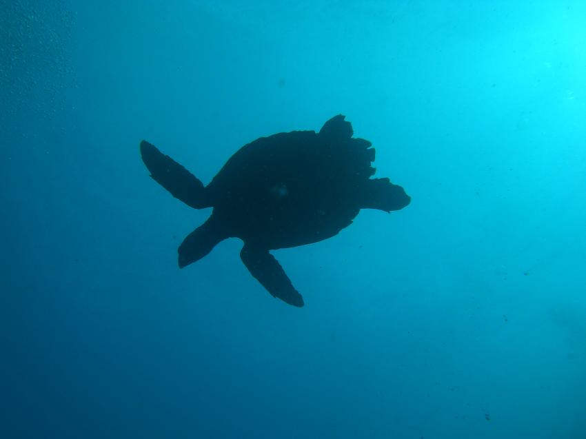 Ari Atoll, Ari Atoll Bathala,Malediven,Schildkröte