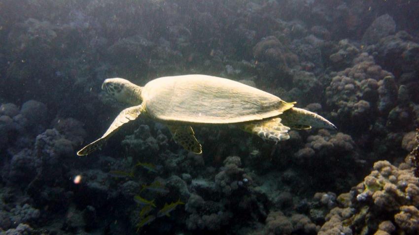Suppen-Schildkröte, Extra Divers, Three Corners Fayrouz Plaza, Marsa Alam, Ägypten, Marsa Alam und südlich