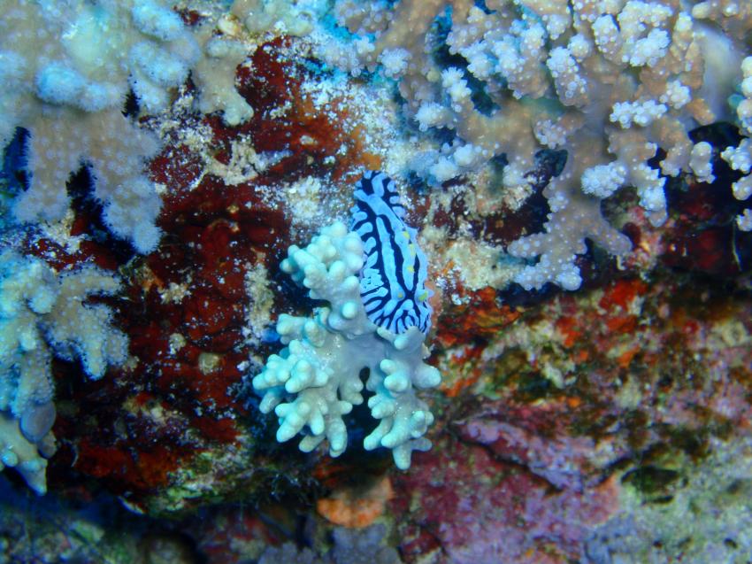 St. John ´s Safari, St. John´s Reef,Ägypten,Variable warzenschnecke