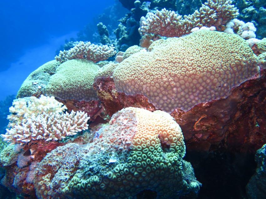 Scuba World Divers, Sol Y Mar Reef Resta Resort, Port Ghalib, Ägypten, El Quseir bis Port Ghalib
