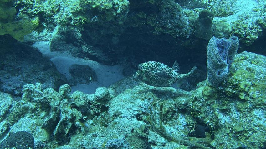 Cozumel Dive School, Mexiko