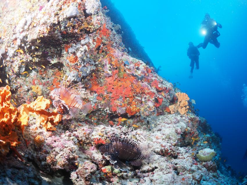 TAUCHEN, #divepointfuvahmulah #divewithfriends #tigersharks #fuvahmuklah #divelocal #malediven, DivePoint Fuvahmulah, Malediven