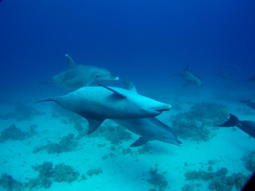 Hurghada - Fanus West, Fanus West,Hurghada,Ägypten,Delfin,Cetacea