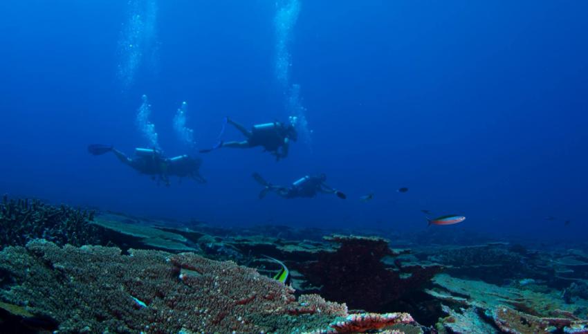 Euro-Divers Amari Havodda, Malediven