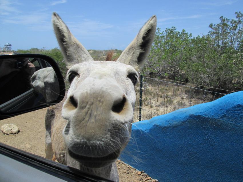 Die Eselauffangstation sollte man sich nicht entgehen lassen, Tropical Divers Bonaire, Niederländische Antillen, Bonaire