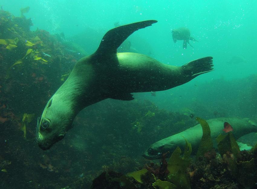 Cape Fur Seals at Duiker Island, near Hout Bay, Cape Town, South Africa, Into the Blue, Südafrika